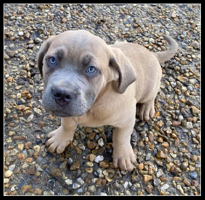 Yohann Negrello - Cane Corso - Portée née le 08/10/2023