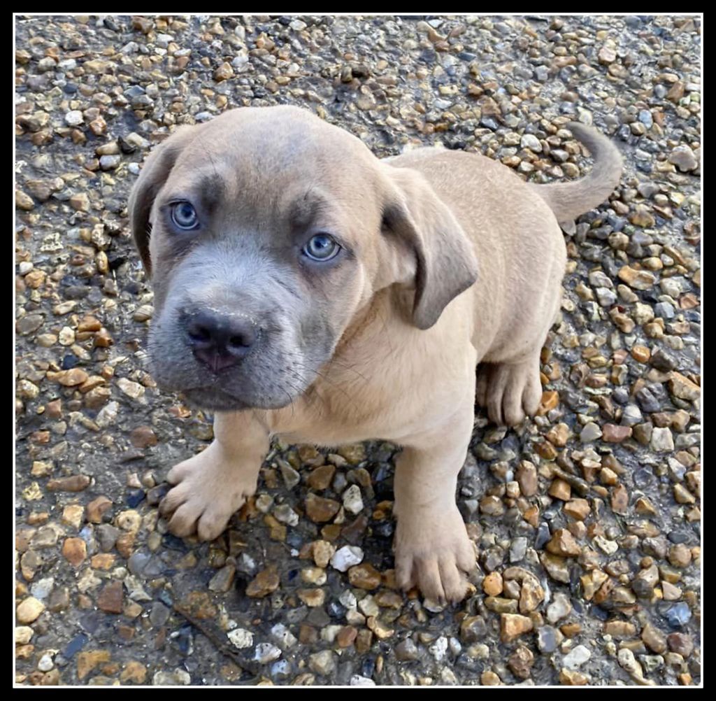 Yohann Negrello - Chiots disponibles - Cane Corso